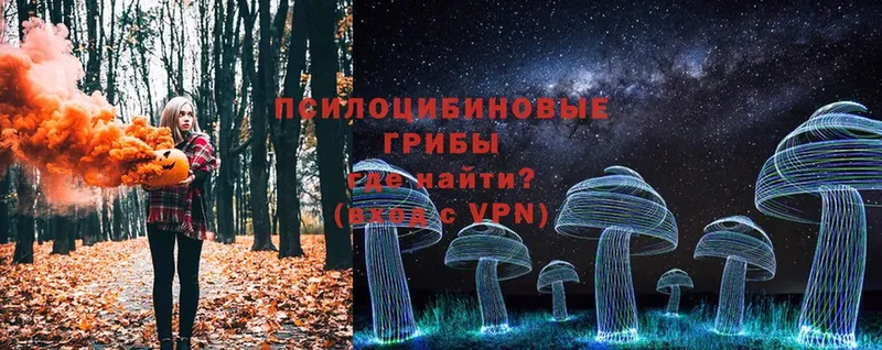 Псилоцибиновые грибы Cubensis  Курлово 